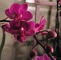 Orchidea.46
